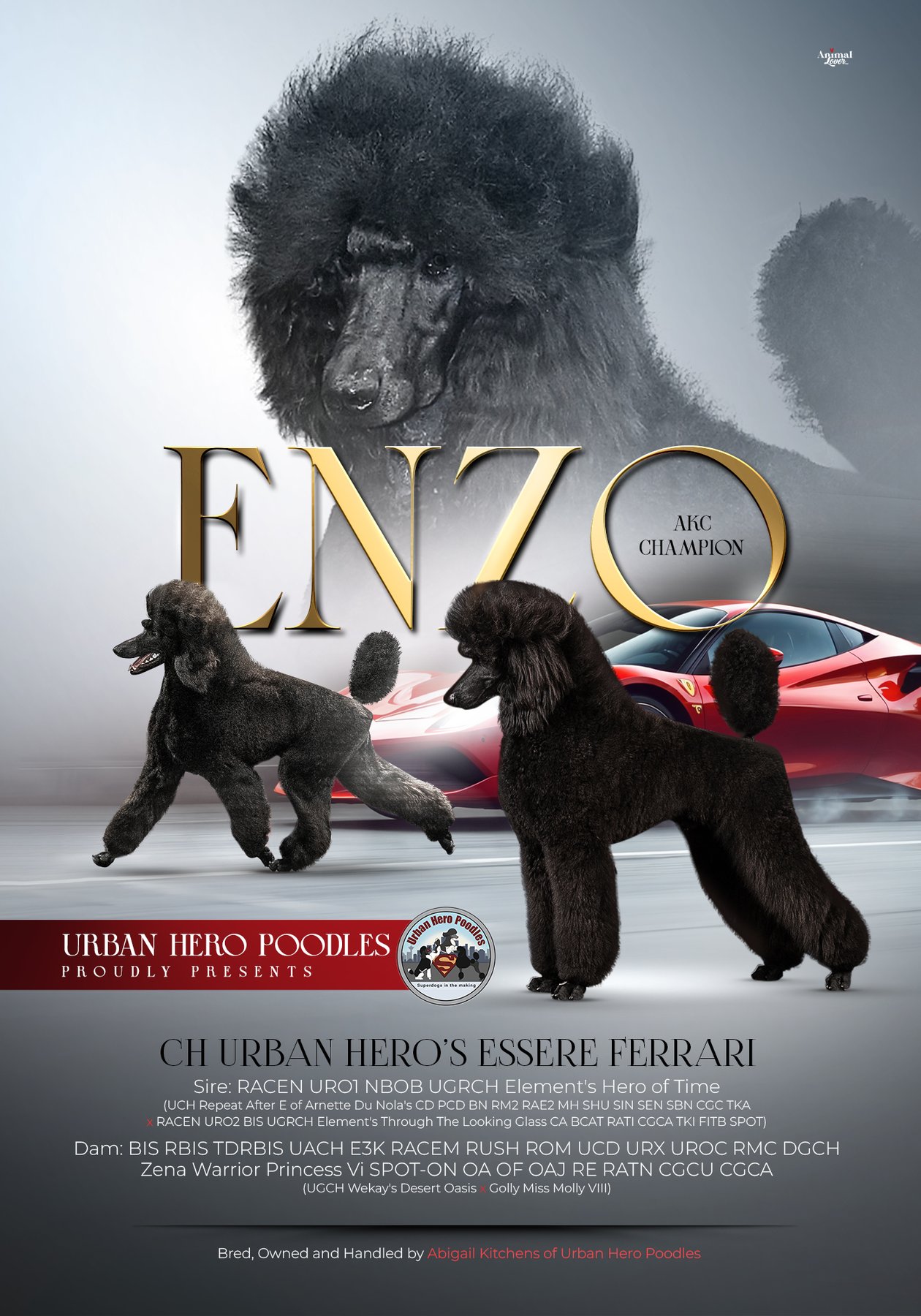 Enzo, AKC Champion announcement ad