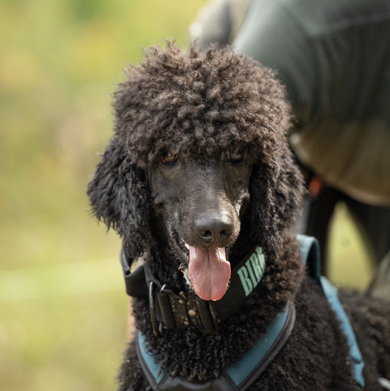 Enzo at One World Canine Obstacle Course