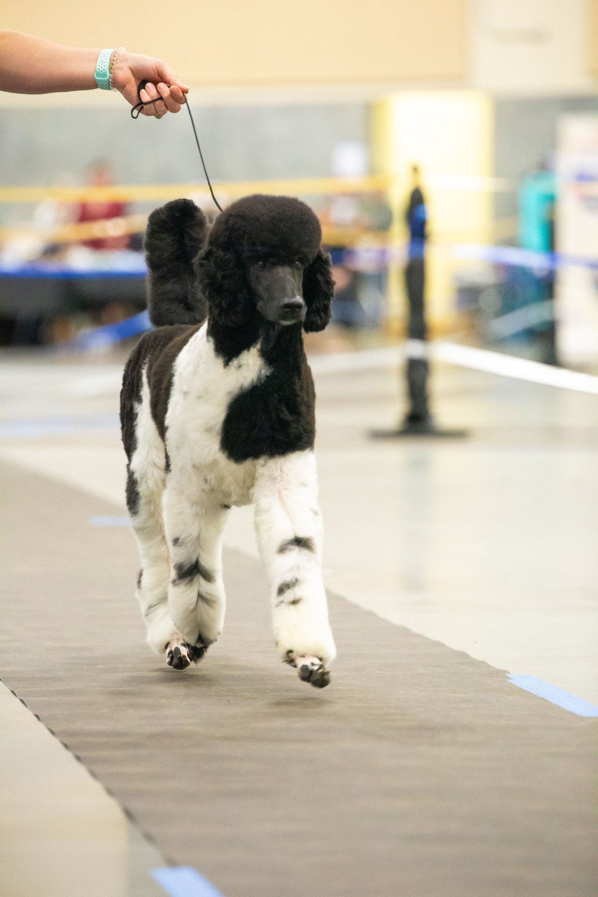 Fonzie, Standard Poodle stud