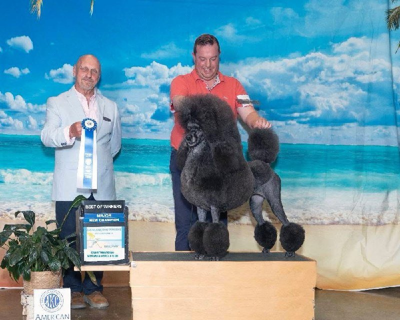 Honey AKC Best of Winners