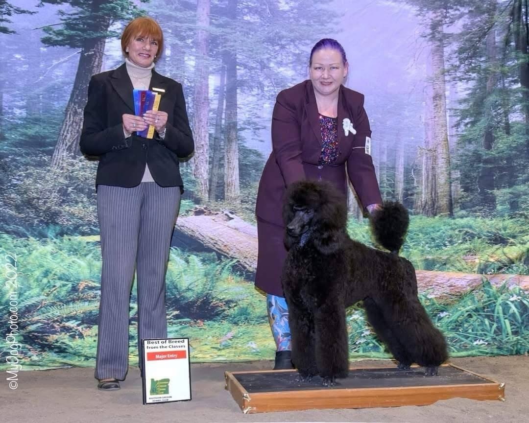 Honey, AKC CH Best of Breed Major 2022