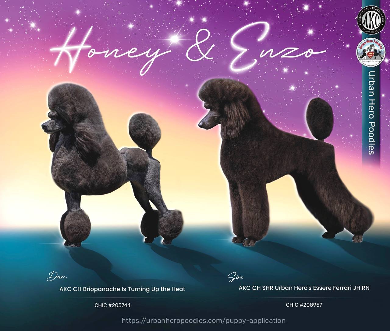 Honey and Enzo: Fall 2026 Litter | Urban Hero Poodles