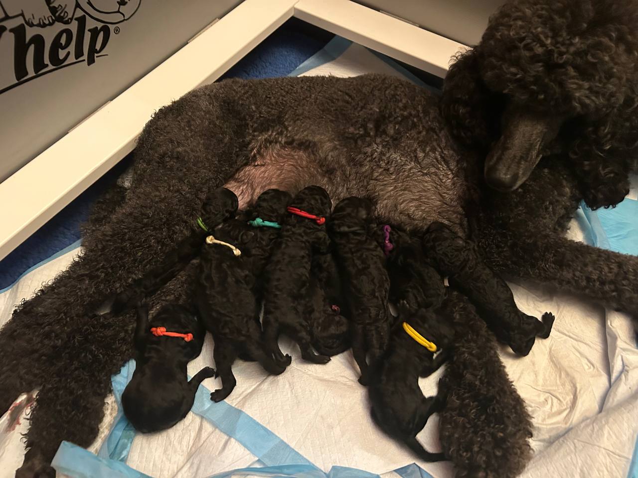Honey nursing all 12 puppies — born August 19, 2026