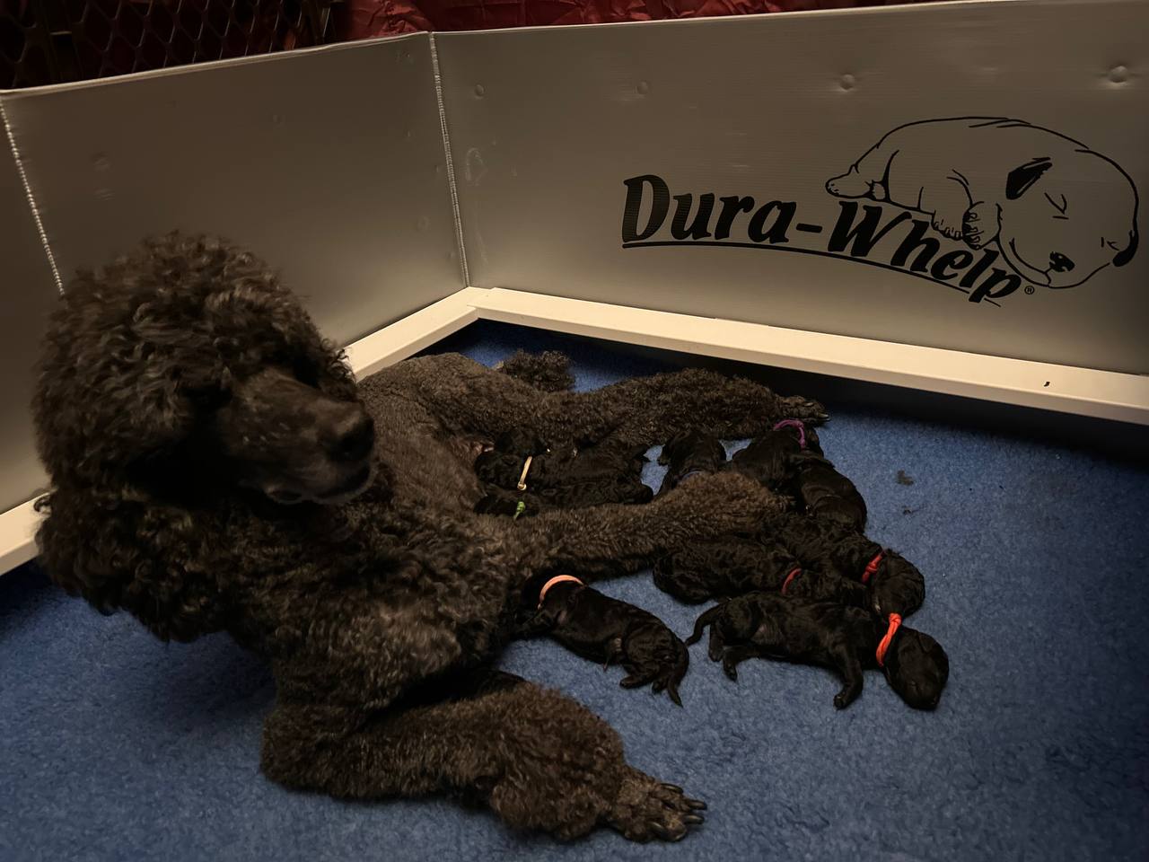 Honey nursing all 12 puppies — Day 1, August 20, 2026