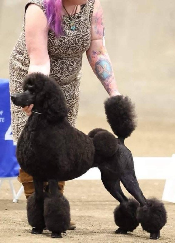 Honey, AKC CH Standard Poodle
