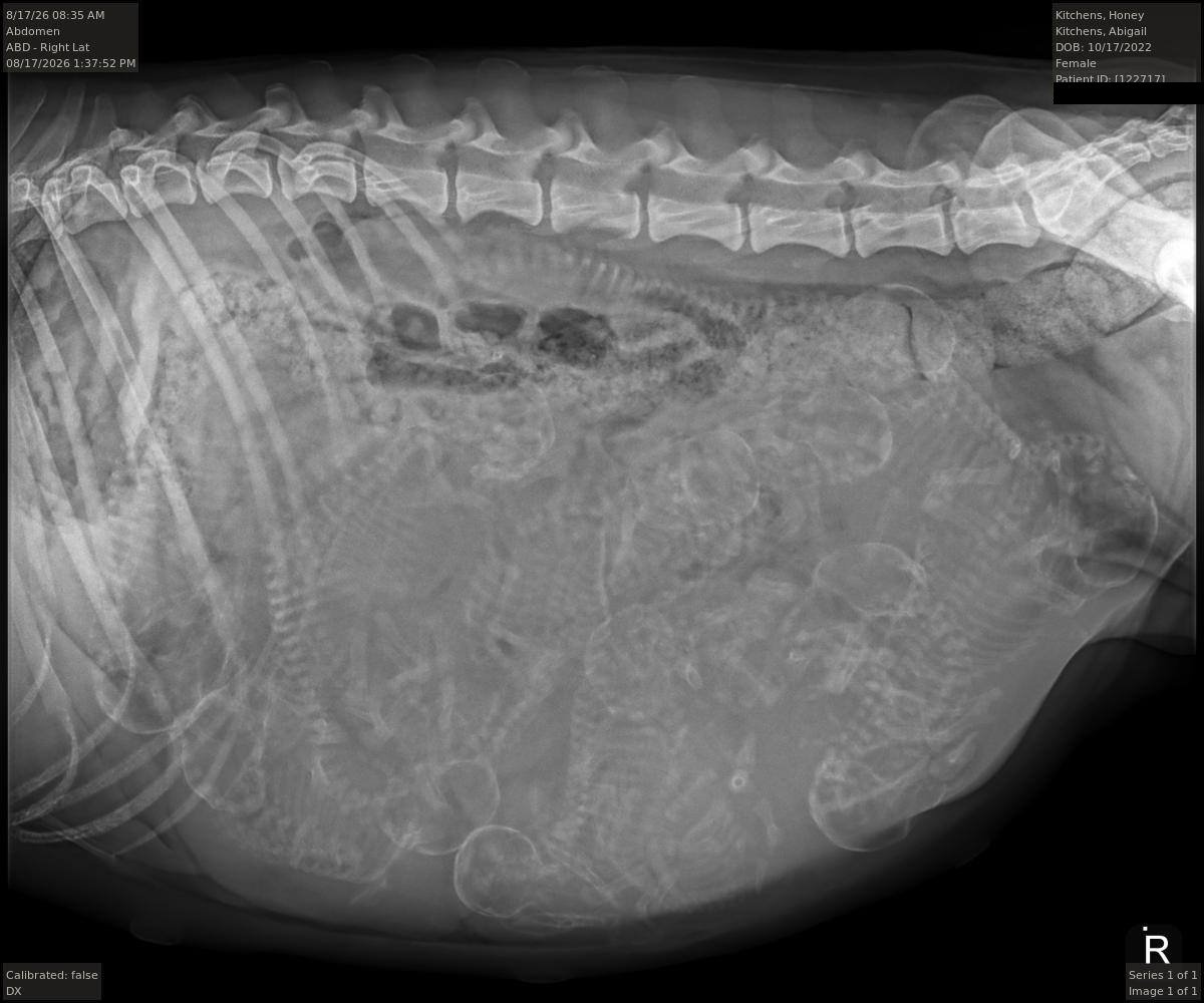 Honey X-ray, 12 puppies confirmed August 17, 2026