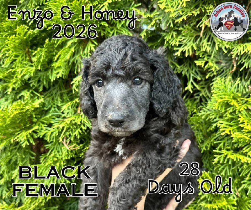 Black collar girl puppy