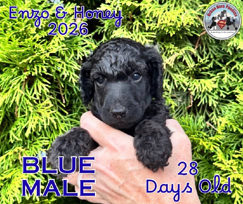 Blue collar boy puppy