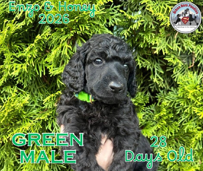 Green collar boy puppy