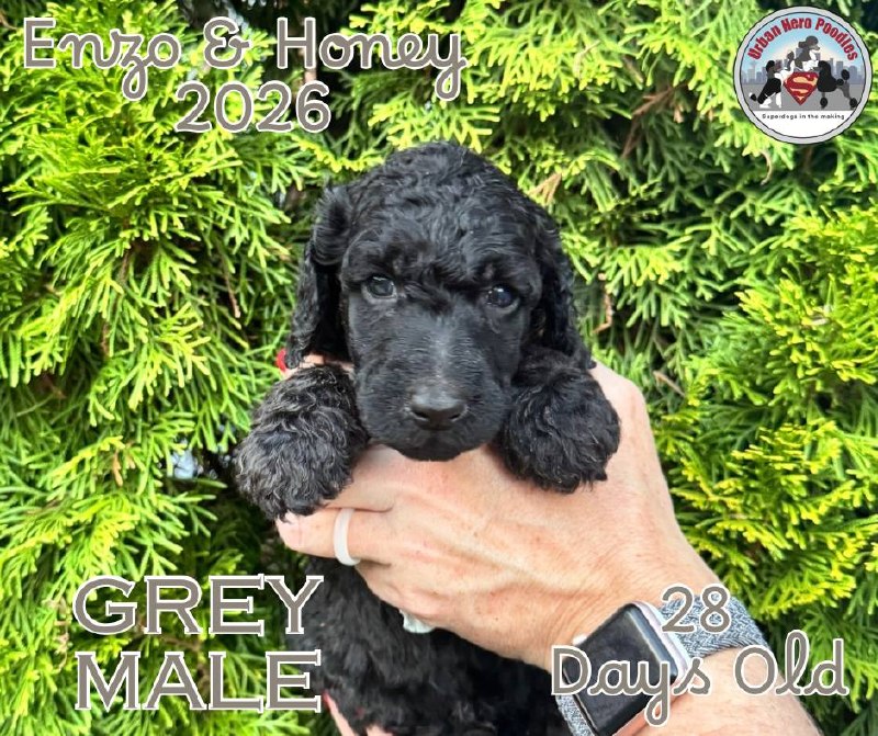 Grey collar boy puppy