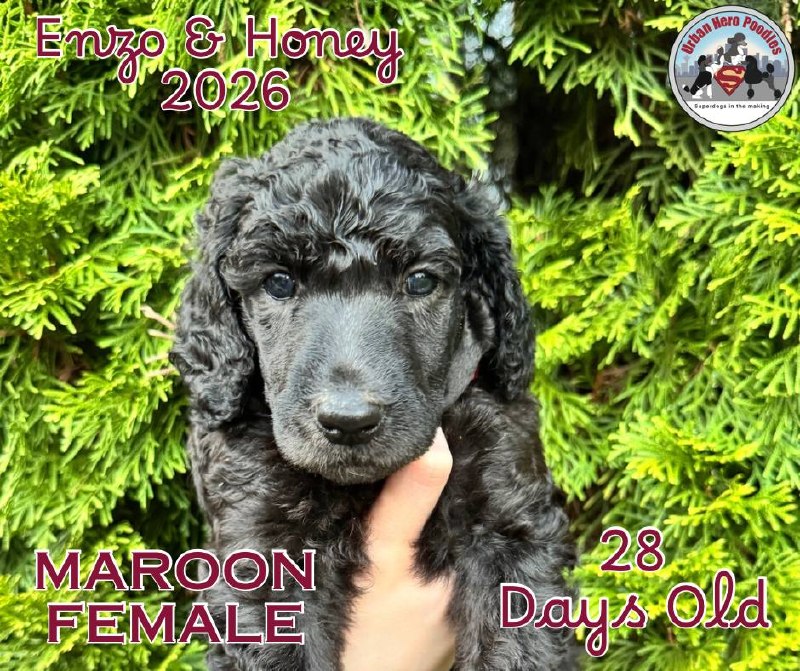 Maroon collar girl puppy