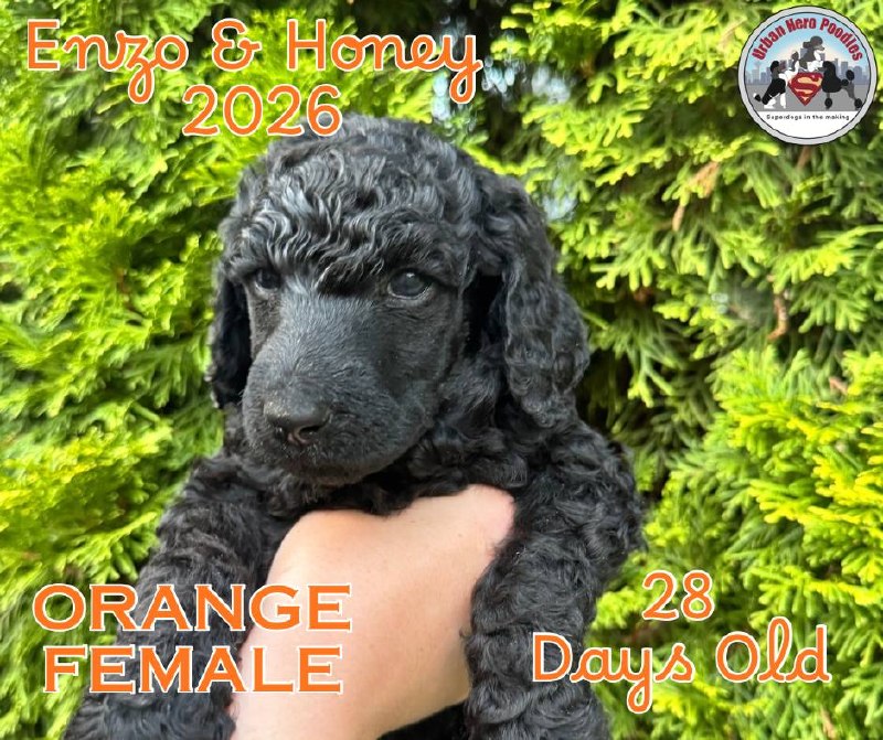 Orange collar girl puppy
