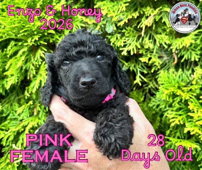 Pink collar girl puppy