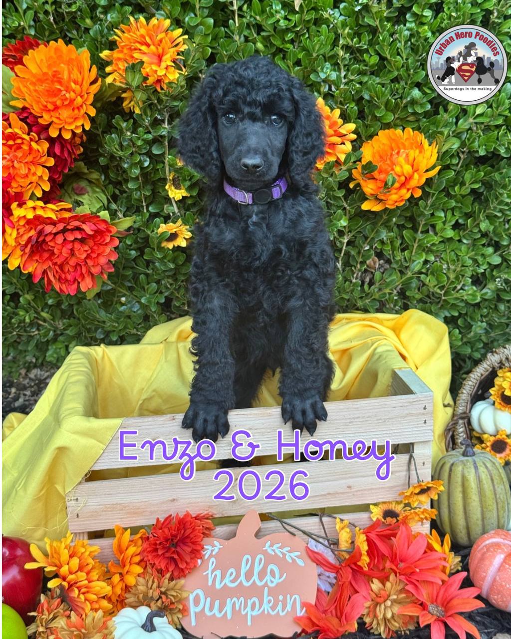 Purple collar girl puppy
