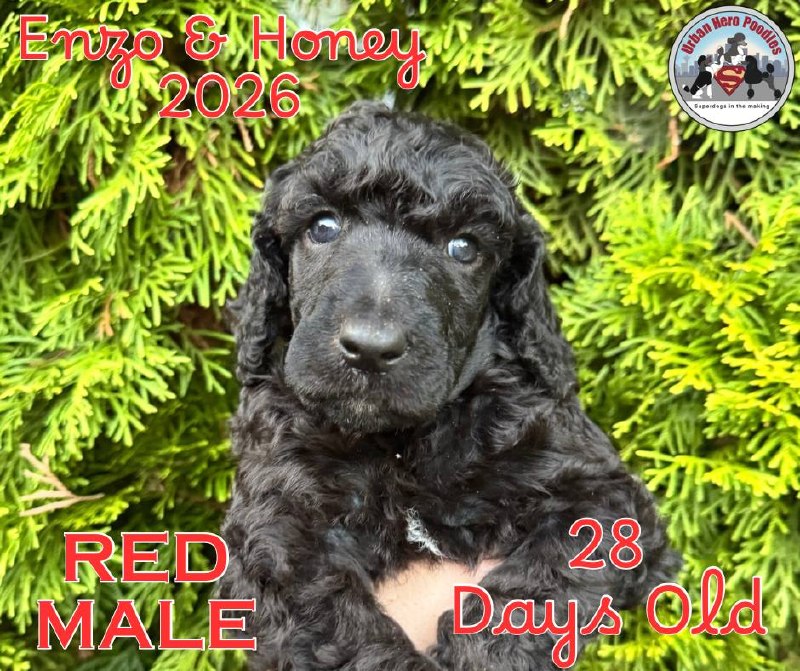 Red collar boy puppy