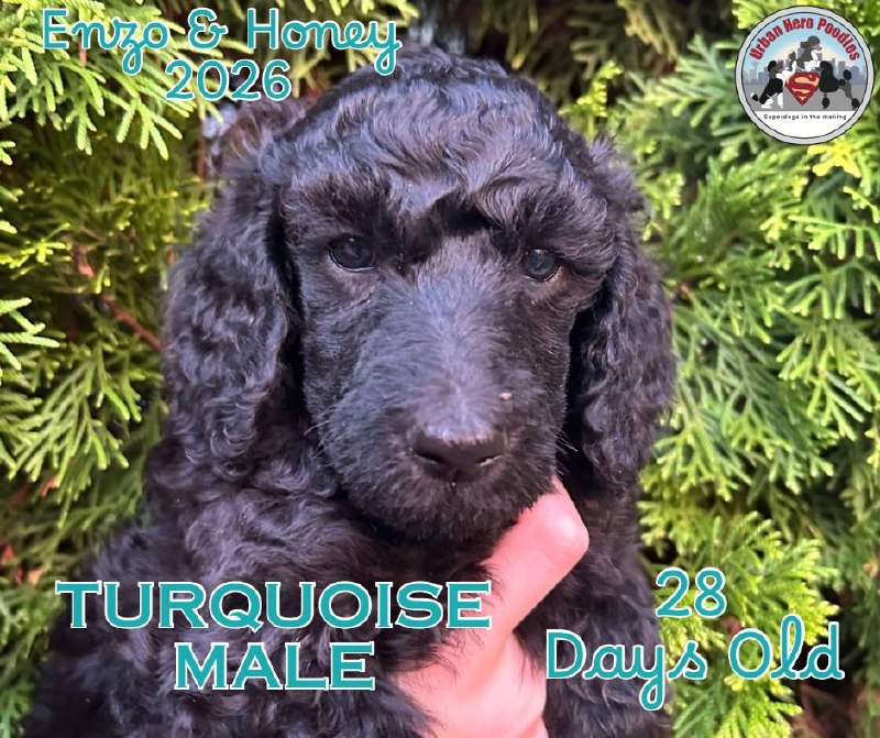 Turquoise collar boy puppy
