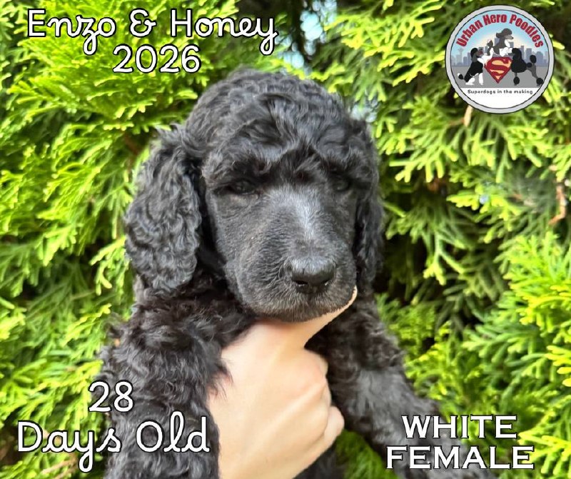 White collar girl puppy