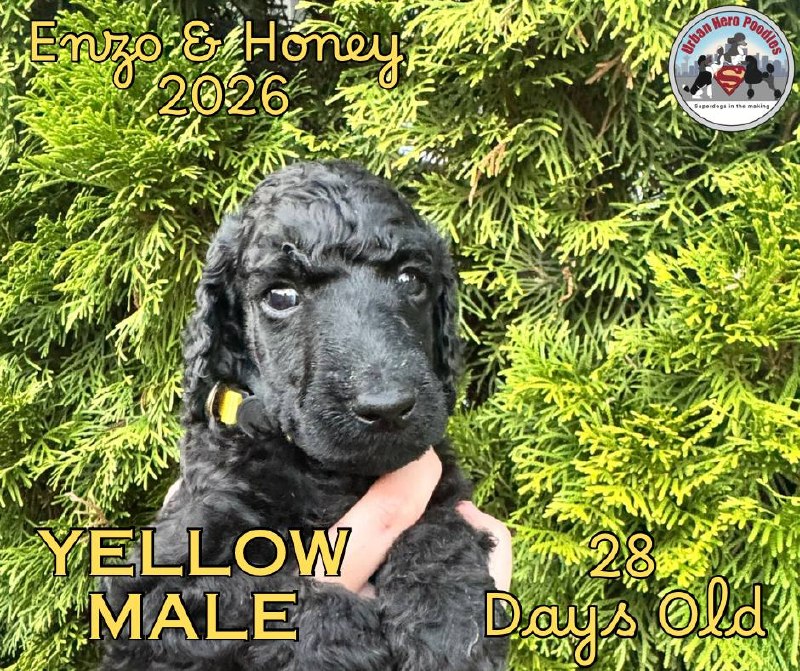 Yellow collar boy puppy