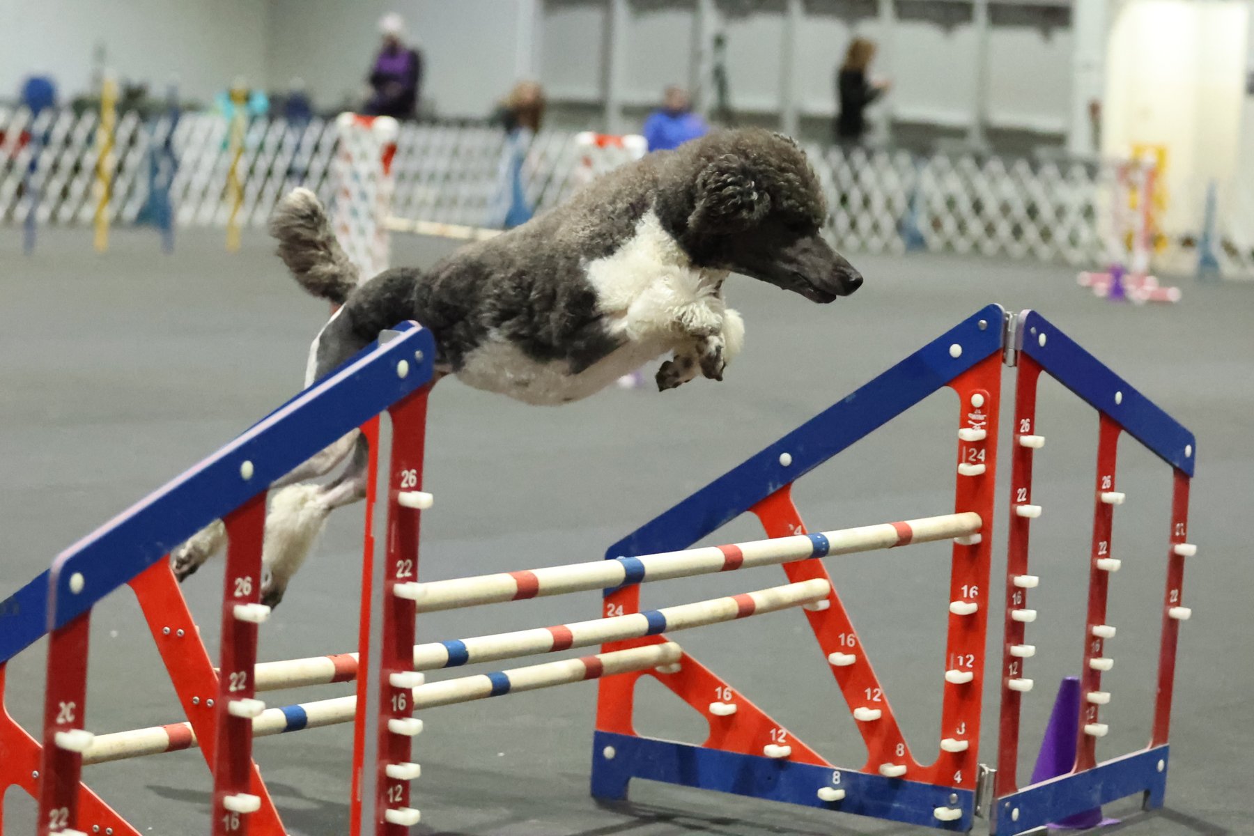 Zena, agility broad jump