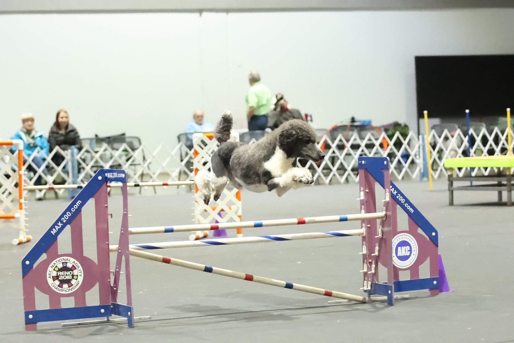 Zena, AKC National Agility Championship jump