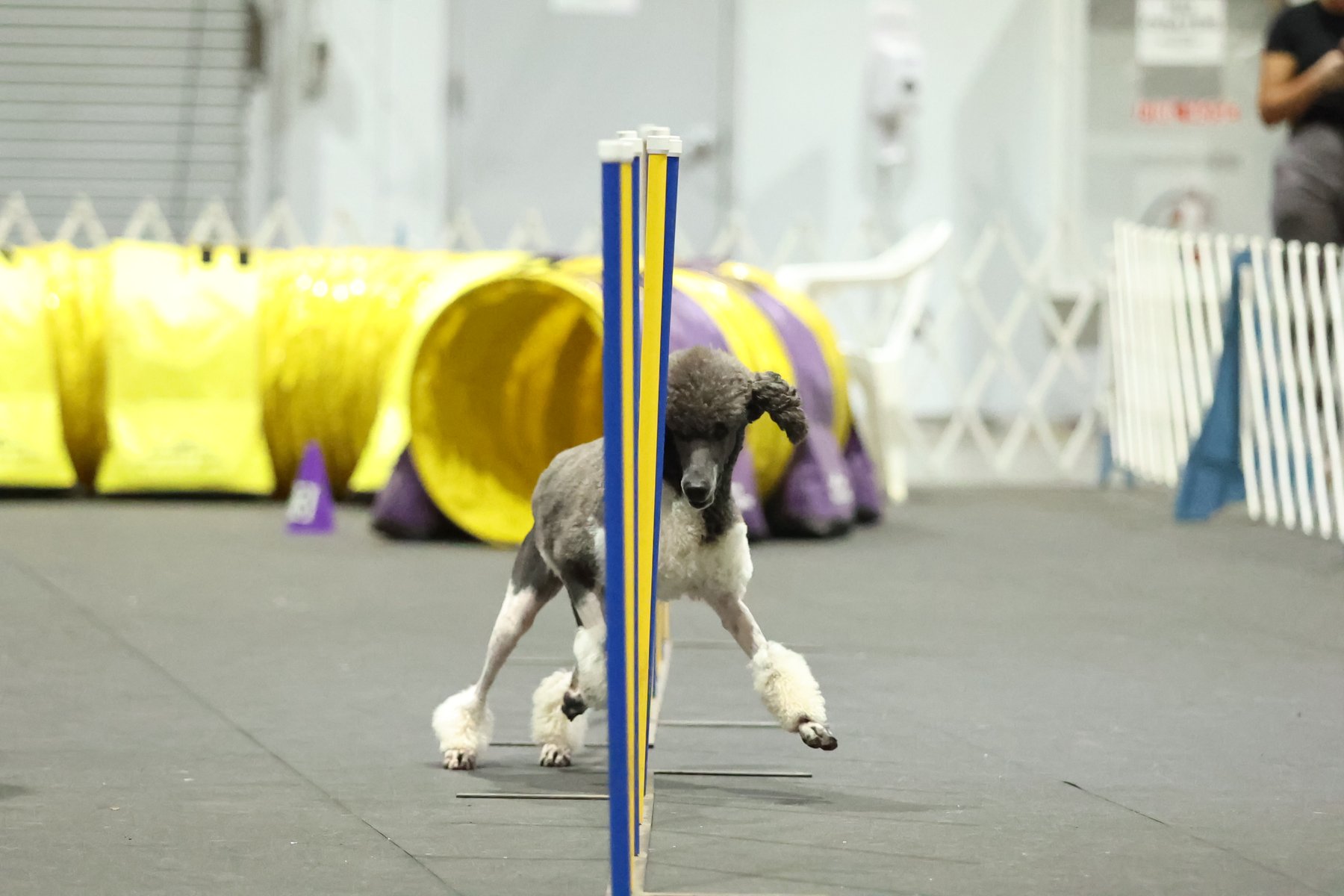 Zena, agility weave poles
