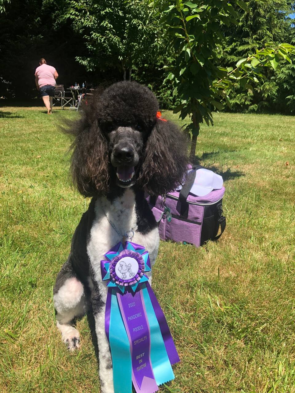 Zena, Best in Show, Pandemic Poodle Specialty 2020