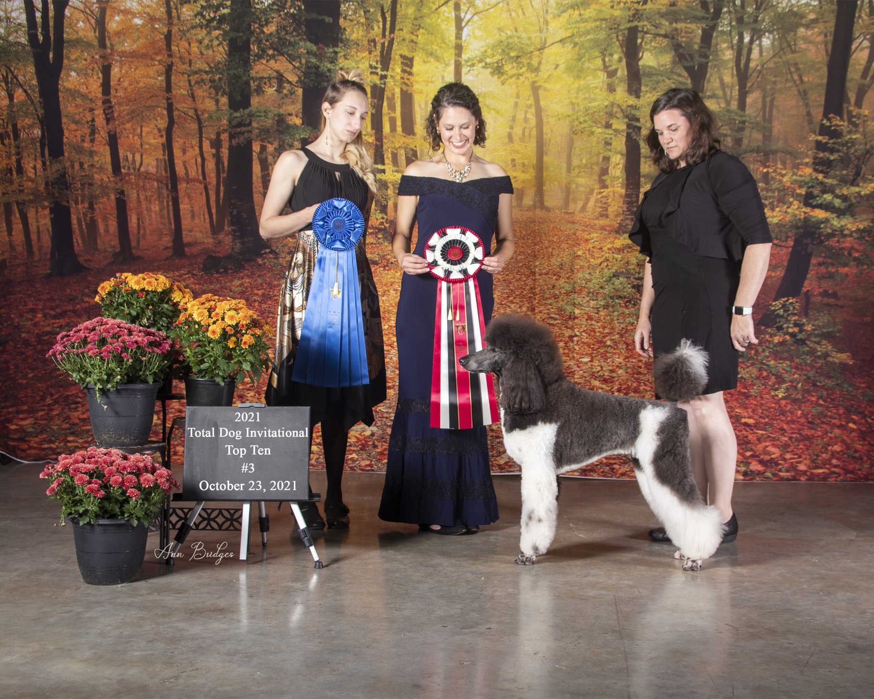 Zena, Total Dog Invitational Top 3, October 2021