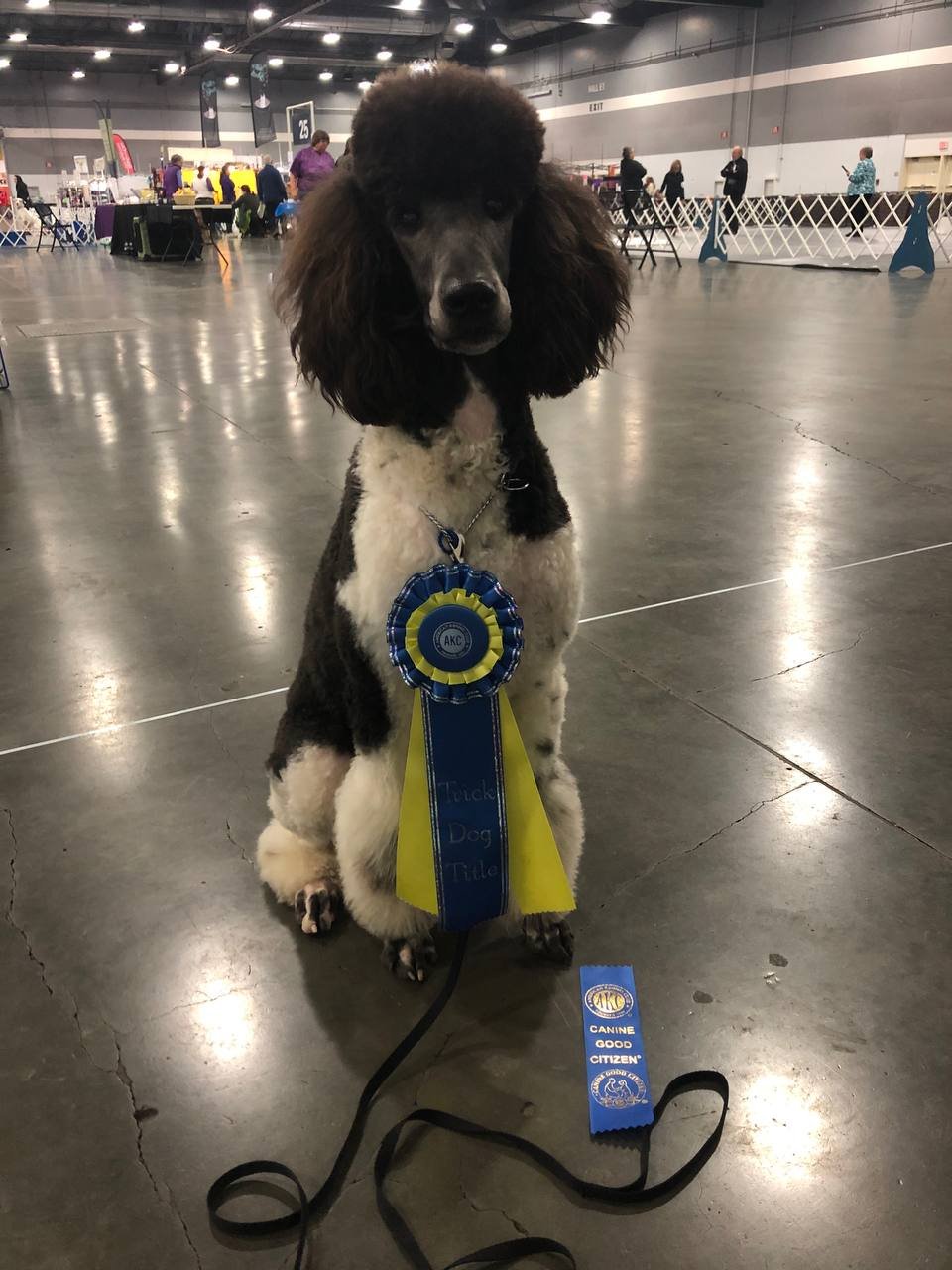 Zena, AKC Trick Dog Title and CGC