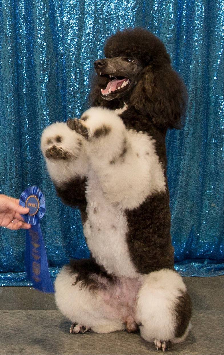 Zena, Trick Dog Title blue ribbon